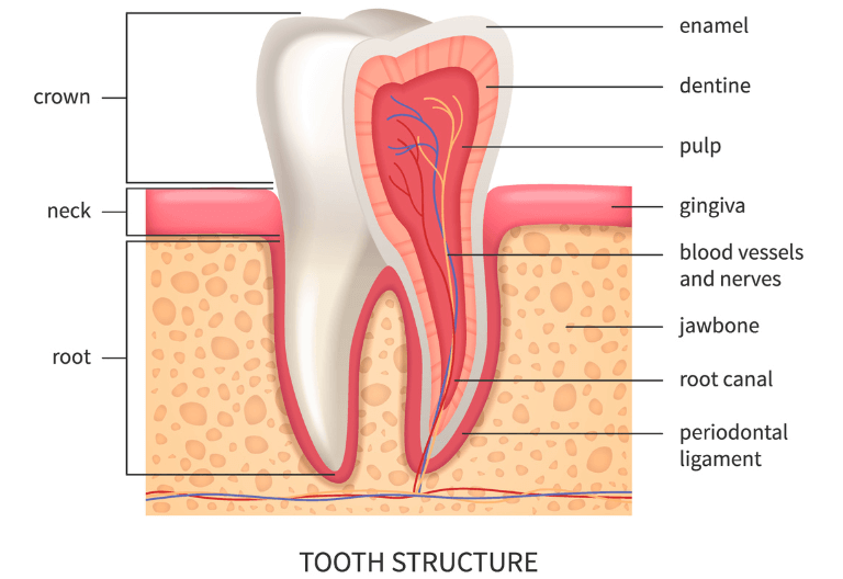 an infographic showing the structure of a tooth